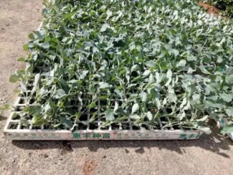 640.webp (4) 640.webp (4)