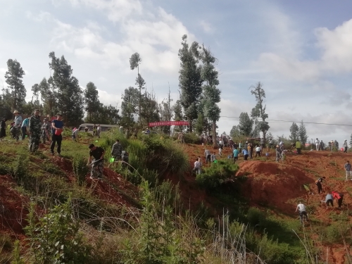 植树现场 植树现场