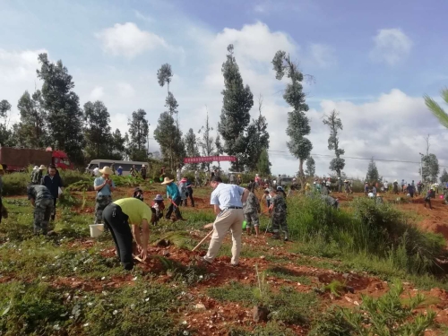 植树现场3 植树现场3